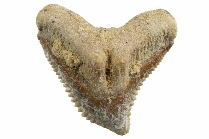 Tiger Shark (Galeocerdo Eaglesomi) Tooth - Dakhla, Morocco #327068